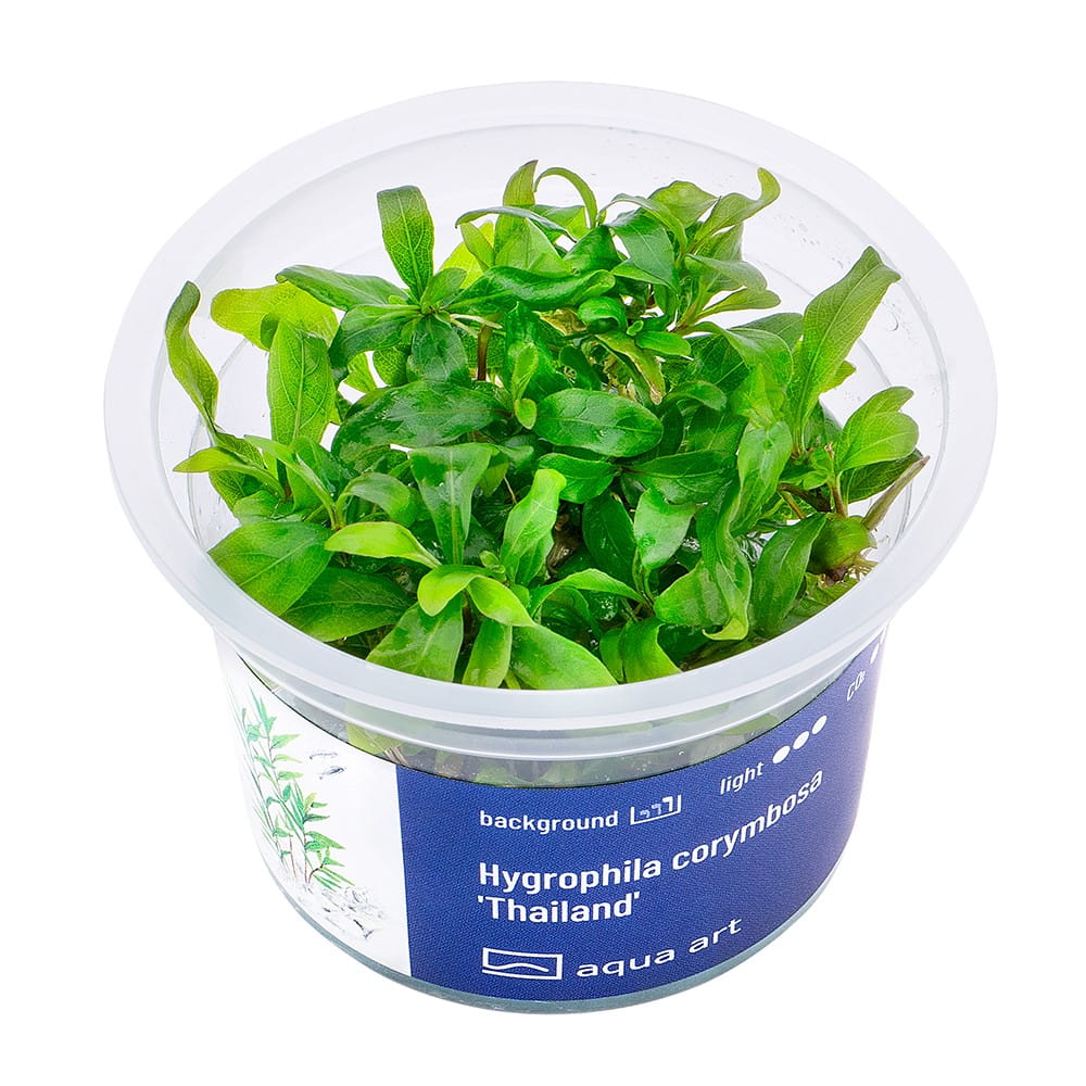 Hygrophila Corymbosa 'Thailand' Roślina In Vitro Kubek 6cm.jpg